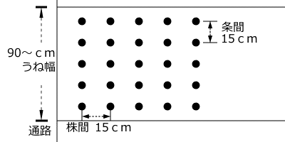 タマネギのうね幅、植付け間隔