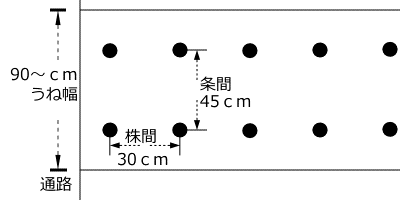 つるなしインゲンのうね幅、植付け間隔